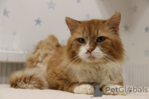 Photo №3. Leonard a noble red cat dreams of finding a family and a house!. Belarus