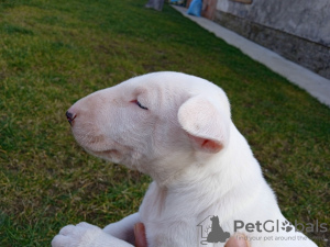 Photo №4. I will sell bull terrier in the city of Москва. private announcement - price - negotiated
