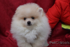 Photo №4. I will sell pomeranian in the city of Москва. breeder - price - 391$