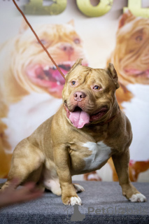 Photo №2. Mating service american bully. Price - negotiated