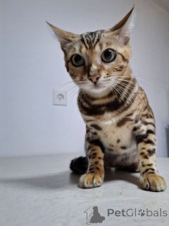 Photo №2 to announcement № 147401 for the sale of bengal cat - buy in Poland breeder