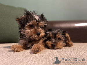 Photo №1. yorkshire terrier - for sale in the city of Bruges | negotiated | Announcement № 81736