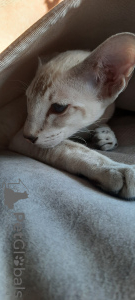 Photo №2 to announcement № 9480 for the sale of oriental shorthair - buy in Russian Federation breeder