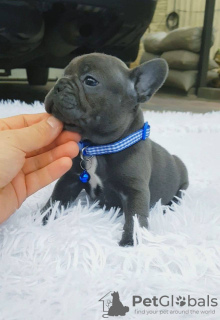 Photo №2 to announcement № 94157 for the sale of french bulldog - buy in Cyprus 
