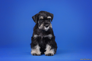Photo №2 to announcement № 455 for the sale of schnauzer - buy in Russian Federation breeder
