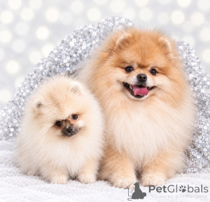Photo №1. pomeranian - for sale in the city of Dnipro | 619$ | Announcement № 177588