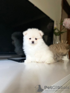 Photo №4. I will sell pomeranian in the city of Berlin. breeder - price - 317$