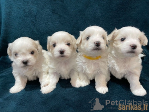 Photo №1. maltese dog - for sale in the city of Berlin | 423$ | Announcement № 56585