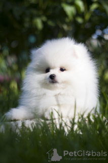 Photo №1. pomeranian - for sale in the city of Chelyabinsk | negotiated | Announcement № 105370