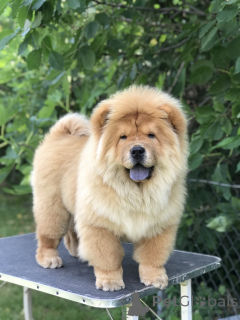 Photo №1. chow chow - for sale in the city of Belgrade | negotiated | Announcement № 144418