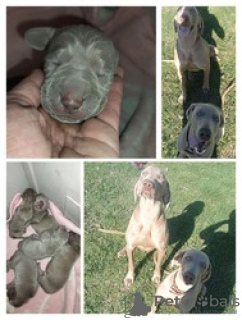 Photo №1. weimaraner - for sale in the city of Tegernsee | Is free | Announcement № 128430