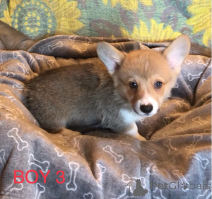 Photo №4. I will sell welsh corgi in the city of Pennsylvania Township. private announcement - price - 900$