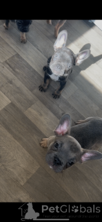 Photo №1. french bulldog - for sale in the city of Gloucel | 380$ | Announcement № 166433