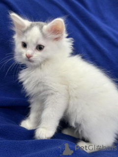 Photo №1. turkish van - for sale in the city of Lichtenberg | 361$ | Announcement № 173540
