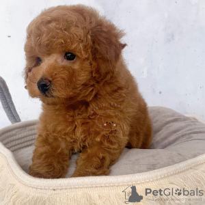 Photo №3. TOY POODLE. United States