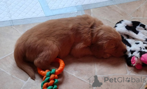 Photo №1. golden retriever - for sale in the city of New York | 500$ | Announcement № 159522