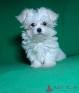 Additional photos: Puppy of the Maltese. Show class.