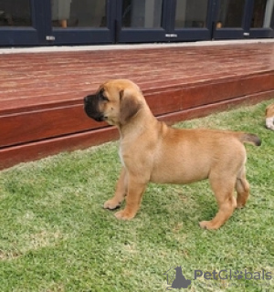 Photo №2 to announcement № 124078 for the sale of rhodesian ridgeback - buy in Finland private announcement