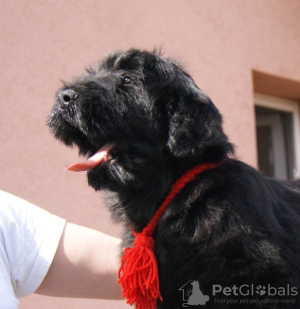 Photo №3. Black Russian Terrier puppies. Serbia