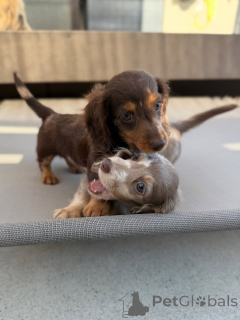 Photo №3. Cute adorable Dachshund Puppies for sale contact whatsapp business 447450021323. Finland