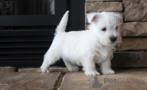Photo №1. west highland white terrier - for sale in the city of Železná Ruda | negotiated | Announcement № 96510