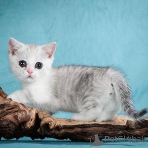Photo №1. munchkin - for sale in the city of Berlin | negotiated | Announcement № 107653