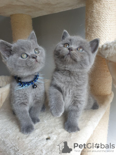 Photo №1. british shorthair - for sale in the city of Taivalkoski | Is free | Announcement № 128447