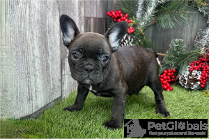 Photo №1. french bulldog - for sale in the city of Sežana | Is free | Announcement № 134085