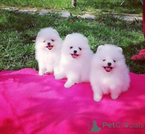Photo №1. pomeranian - for sale in the city of Vienna | 774$ | Announcement № 160467