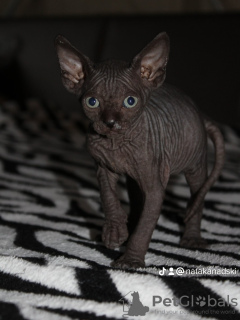 Photo №2 to announcement № 25977 for the sale of sphynx-katze - buy in Belarus private announcement