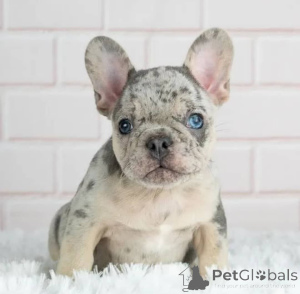 Photo №3. French bulldog puppies for sale. New Zealand