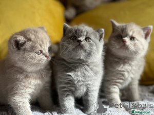Photo №1. british shorthair - for sale in the city of Amsterdam | negotiated | Announcement № 166805