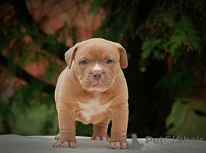 Additional photos: American bully puppies
