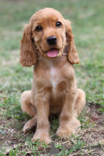 Photo №2 to announcement № 156806 for the sale of english cocker spaniel - buy in Germany from the shelter, breeder