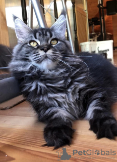 Additional photos: Maine Coon from World Champion