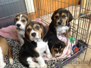 Photo №1. beagle - for sale in the city of Berlin | 423$ | Announcement № 121058