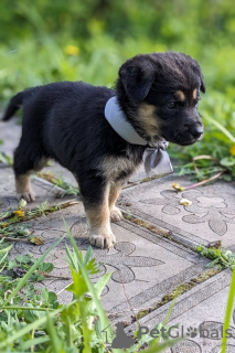 Photo №1. non-pedigree dogs - for sale in the city of Москва | Is free | Announcement № 102289