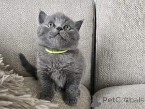 Photo №1. british shorthair - for sale in the city of Baden Baden | negotiated | Announcement № 170330