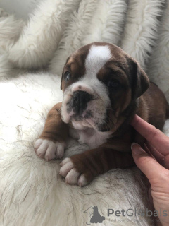 Photo №4. I will sell english bulldog in the city of Uster. private announcement, breeder - price - 370$