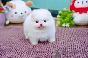 Photo №1. pomeranian - for sale in the city of Aschaffenburg | negotiated | Announcement № 160057