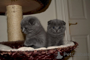 Photo №1. british shorthair - for sale in the city of Калифорния | negotiated | Announcement № 122103