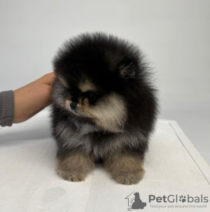 Photo №1. pomeranian - for sale in the city of Ashkelon | negotiated | Announcement № 87839
