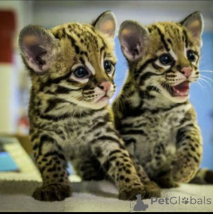 Photo №2 to announcement № 136247 for the sale of ocicat - buy in South Africa breeder