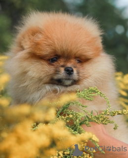 Photo №2 to announcement № 63493 for the sale of pomeranian - buy in Belarus breeder