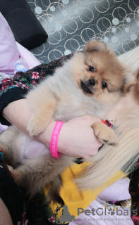 Photo №1. pomeranian - for sale in the city of Minsk | 364$ | Announcement № 9345