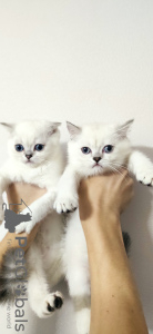Photo №3. Scottish straight-eared kittens. Ukraine