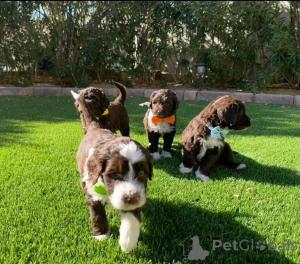 Photo №1. portuguese water dog - for sale in the city of Paris | 723$ | Announcement № 160973
