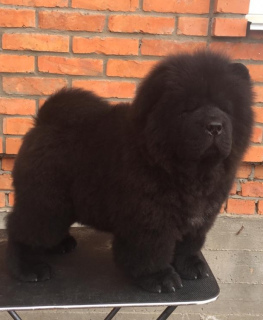 Photo №2 to announcement № 1818 for the sale of chow chow - buy in Russian Federation from nursery