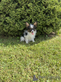 Photo №2 to announcement № 116199 for the sale of papillon dog - buy in Lithuania private announcement