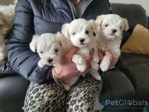 Additional photos: Gorgeous Maltese Puppies